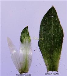  Phyllaries